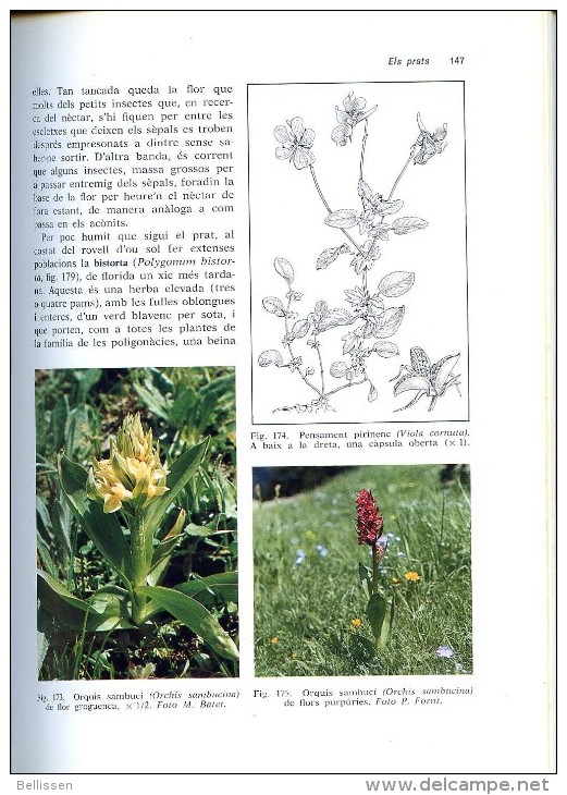 L'altal Muntanya Catalana Flora I Vegetacio Per Josep VIGO I BONADA, Ed. Montblanc-Martin, Barcelona 1976 CATALUNYA - Autres & Non Classés