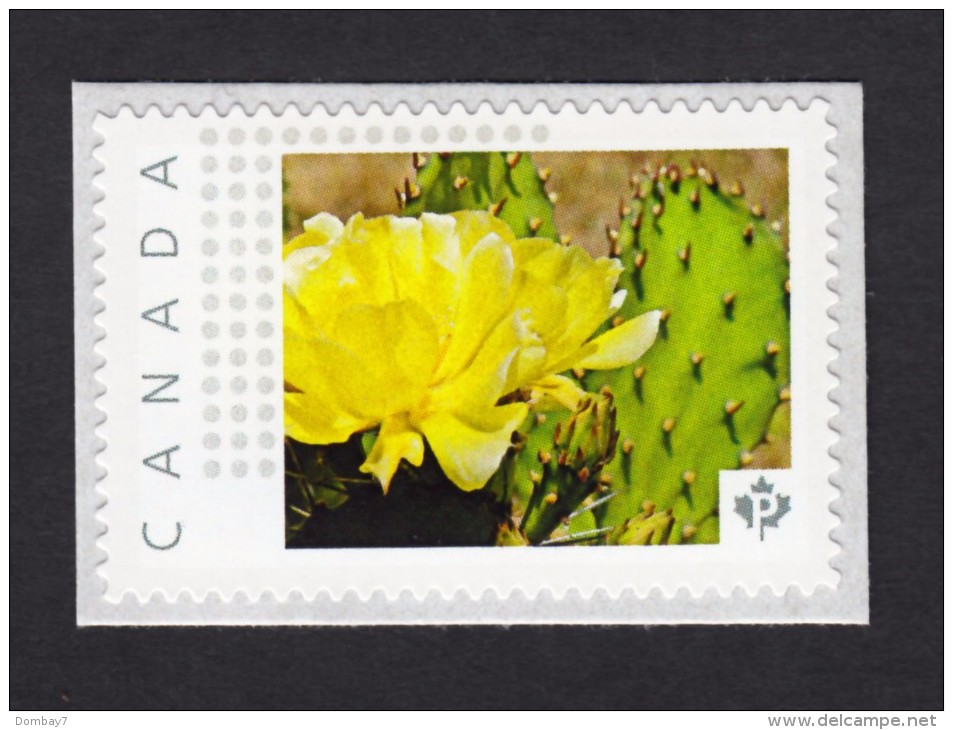 [1]  CACTUS FLOWERS  Set Of 5 Personalized Picture Postage Unused Stamps, "P"- Rate. Canada 2015 [p15/2ct51] - Cactusses