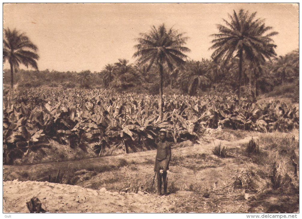 Afrique > GUINEE FORECARIAH  Plantation De Bananes (Bananiers)  (Editons : Hélio Lescuyer Et Fils )  *PRIX FIXE - Guinée