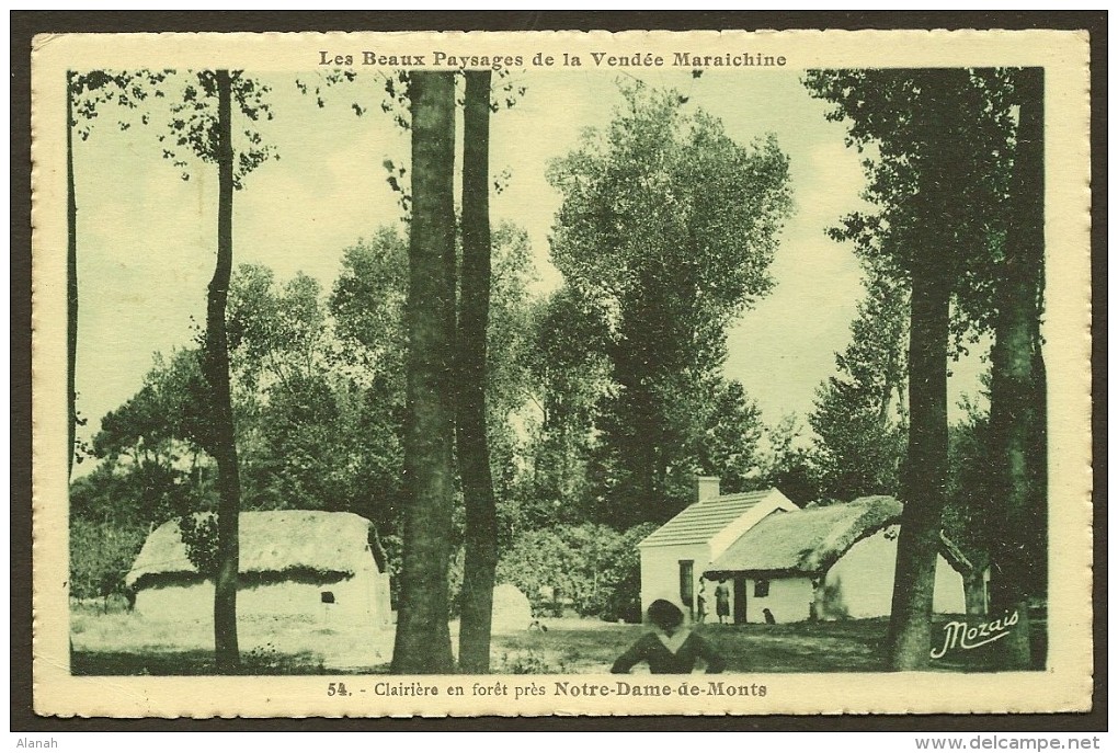 NOTRE DAME De MONTS Rare Clairière En Forêt (Nozais) Vendée (85) - Autres & Non Classés