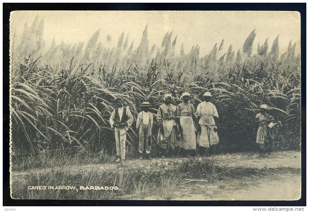 Cpa Canes In Arrow  ,  Barbados , Barbades      AG15 19 - Barbades