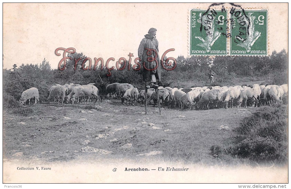 (33) Arcachon - Un Echassier - Berger Troupeau De Moutons Brebis - 2 SCANS - Arcachon