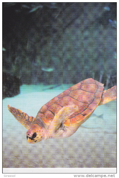 CPM TORTUE CAOUANNE MUSEE DE LA MER BIARRITZ - Tortugas