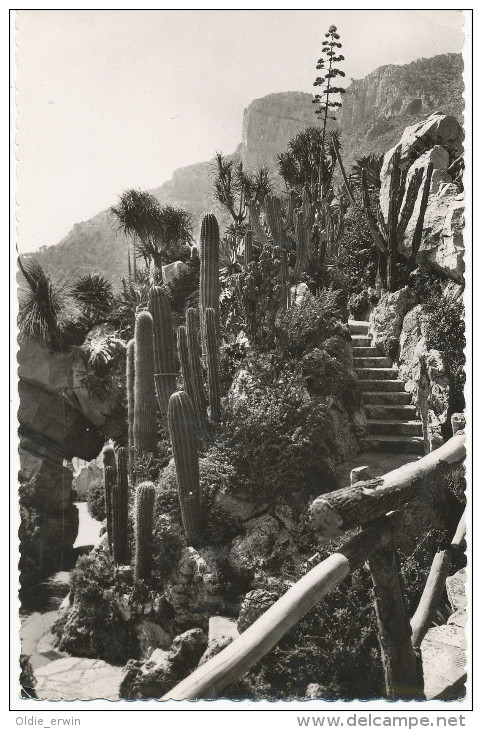 Alte AK Jardin Exotique De Monaco, Massif De Pachycereus - Jardin Exotique