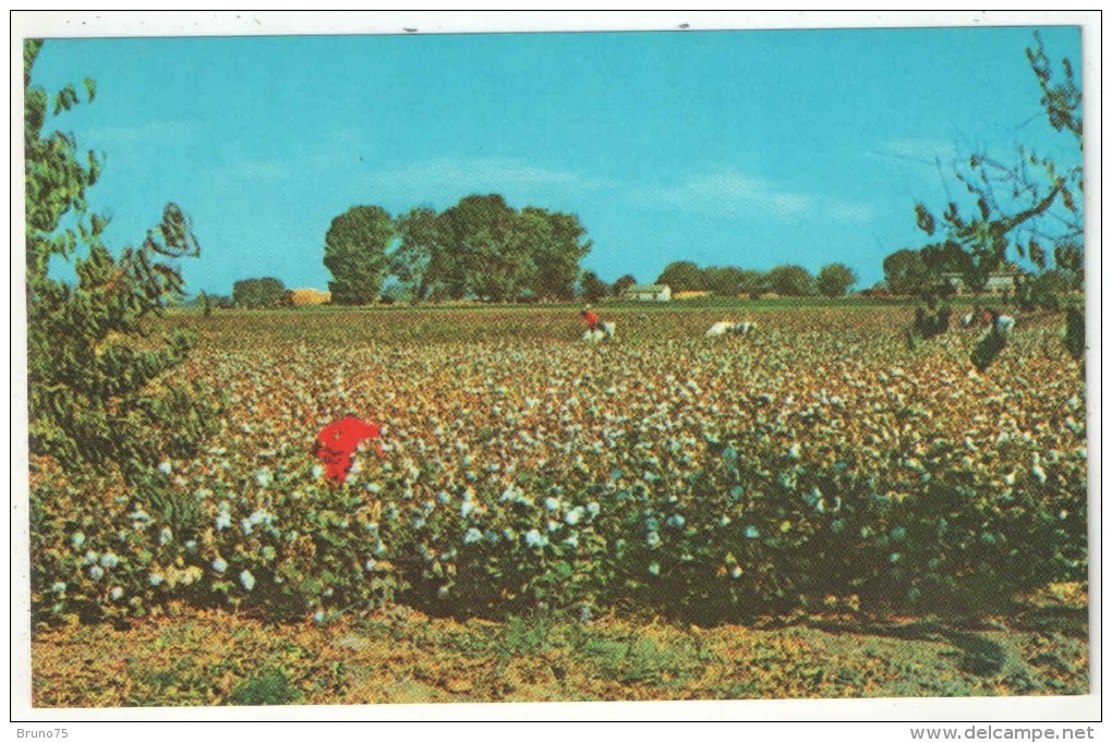 Cotton Field In The Sunny South - Autres & Non Classés