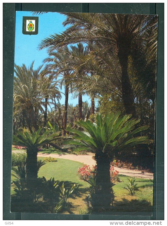 Cpsm Gf -  Elche (Alicante ) Jardin De Las Cycas    Rao24 - Alicante