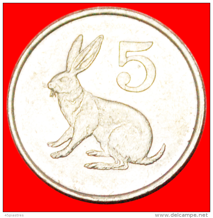 * RED ROCK HARE (1980-1999): ZIMBABWE  5 CENTS 1990! LOW START  NO RESERVE! - Zimbabwe