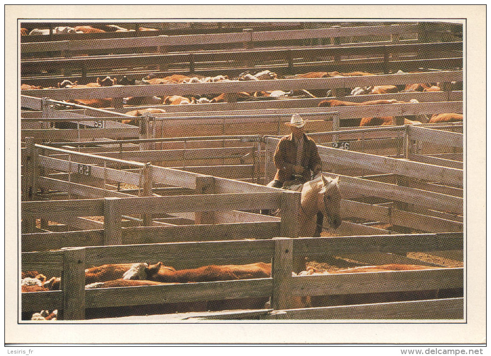 CP - PHOTO - AMARILLO - TROUPEAU AU CORRAL - America