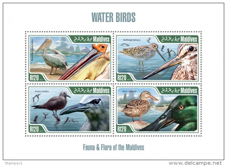 Maldives. 2013 Birds. (203a) - Pelícanos