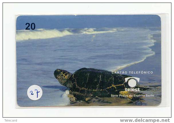 Sea Turtle – Tortoise – Tortuga Marina – Schildkroete – Tartaruga – Tortue – Turtle (27) - Turtles