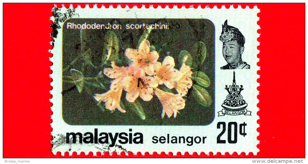 MALESIA - MALAYSIA - Usato - 1979 - Fiori - Flowers - Fleurs - Rododentro - Selangor - 20 - Malesia (1964-...)