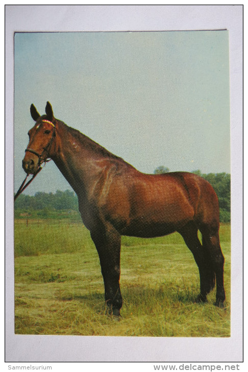 (6/7/60) AK "Pferd" - Pferde