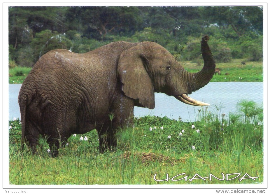 UGANDA - ELEPHANT / THEMATIC STAMP-FISH - Uganda