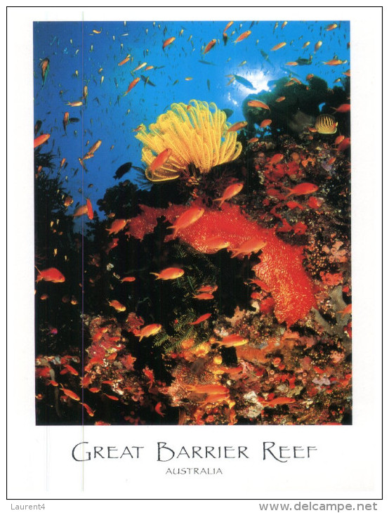(008) Australia Animals - Great Barrier Reedf Coral - Great Barrier Reef