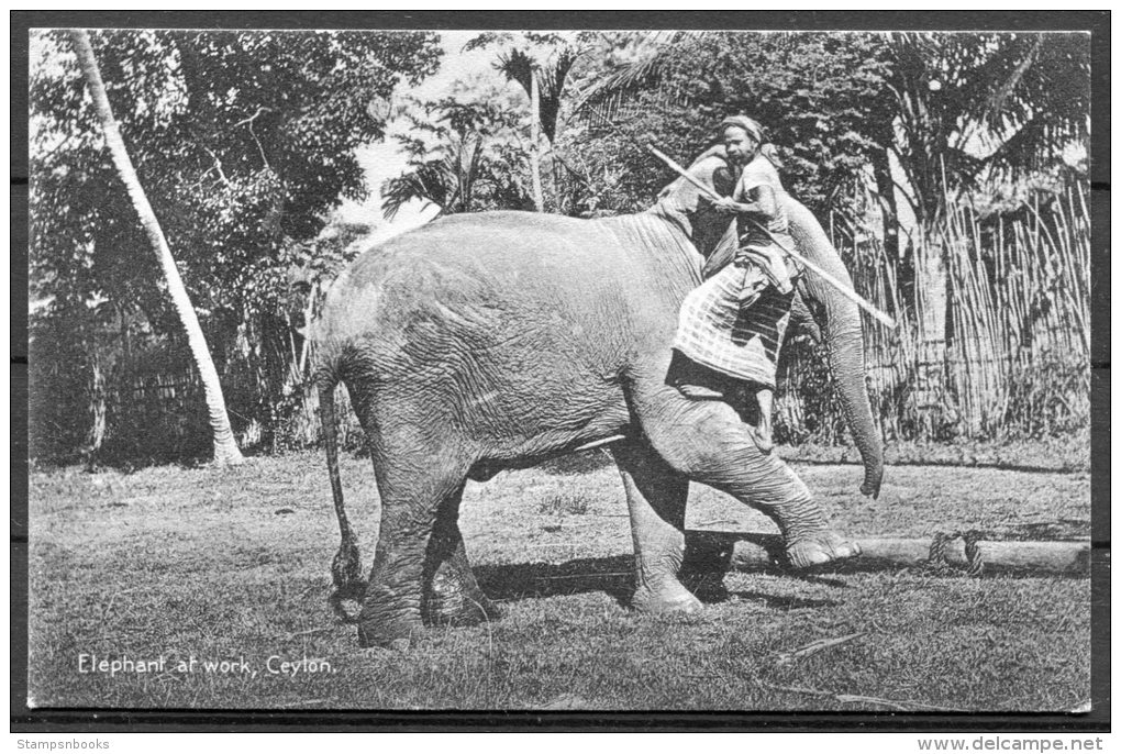 Ceylon Elephant At Work, Plate &amp; Co Postcard - Sri Lanka (Ceylon)