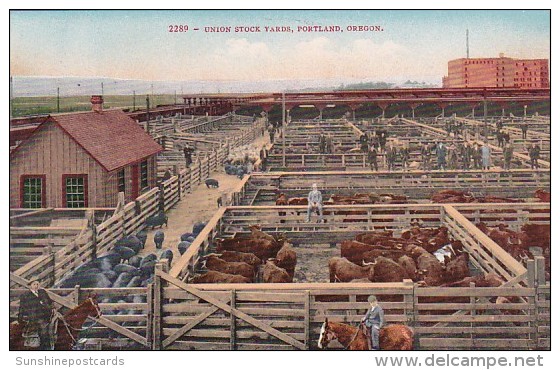 Oregon Portland Cattle At The Union Stock Yards - Portland