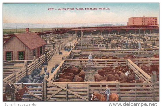 Oregon Portland Cattle At The Union Stock Yards - Portland