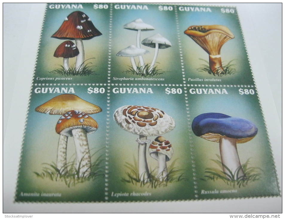 Guyana-Mushrooms - Mushrooms