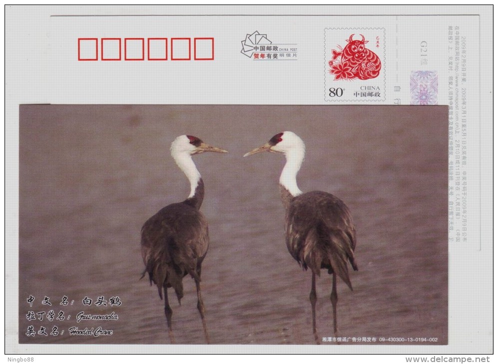 Hooded Crane Bird,China 2009 Xiangtan Post New Year Greeting Advertising Pre-stamped Card - Cranes And Other Gruiformes