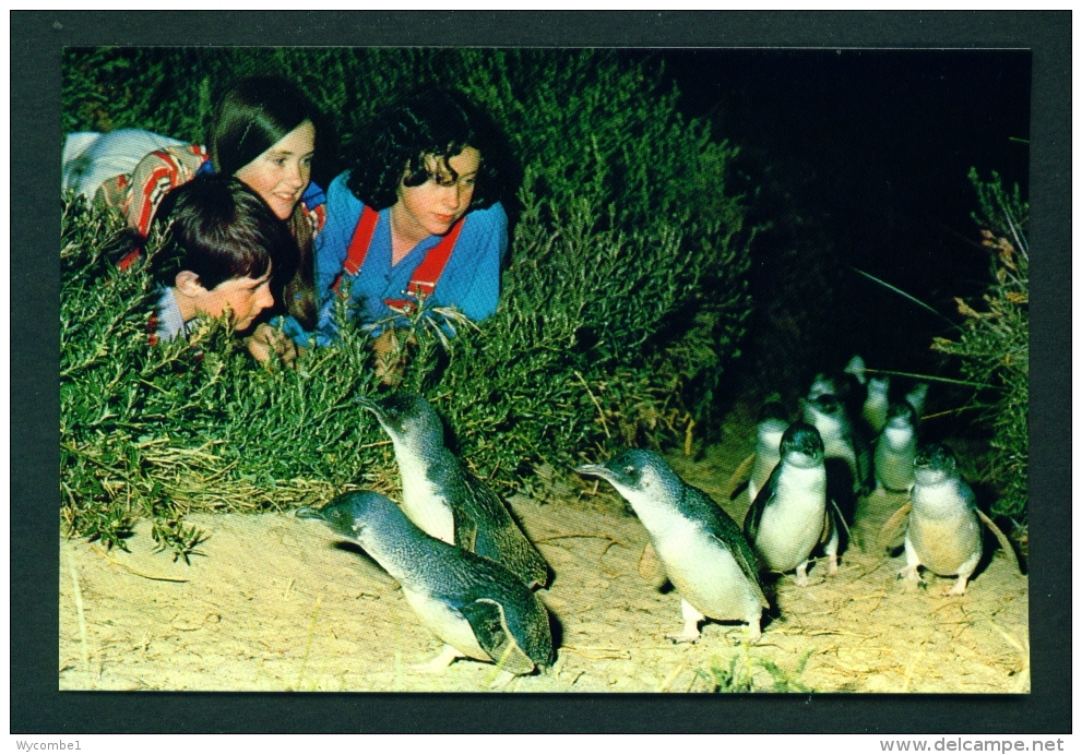 AUSTRALIA  -  Philip Island  Penguin Parade  Prepaid Postage  Unused Postcard As Scans - Melbourne