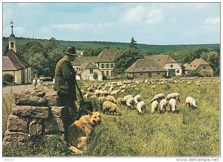 AK Neuhaus Im Solling - Schafe (15245) - Holzminden