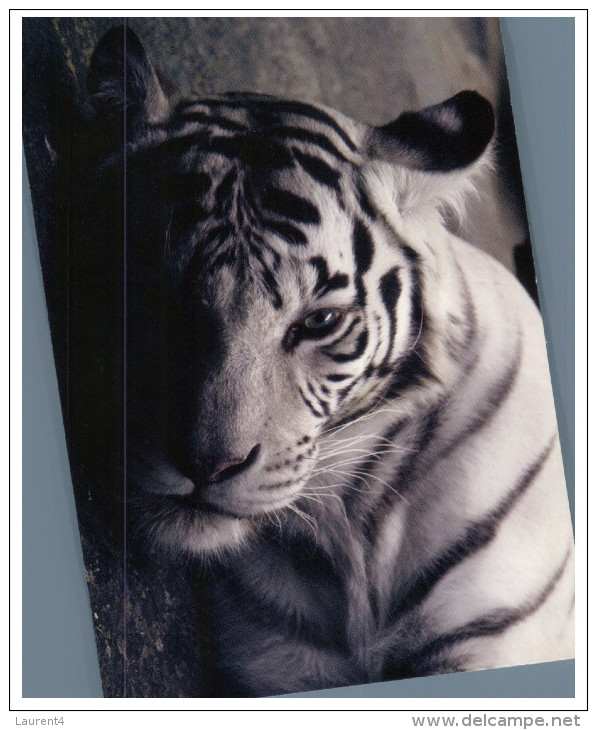 (567) Tiger - Tigre - Tigers