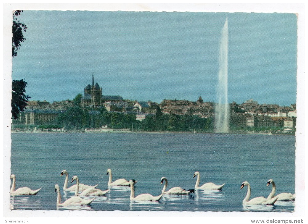 Genève - Vue De La Ville Depuis Le Quai De Cologny - 1968 - Suisse - Schweiz (cygnes - Jet D'eau) - Cologny