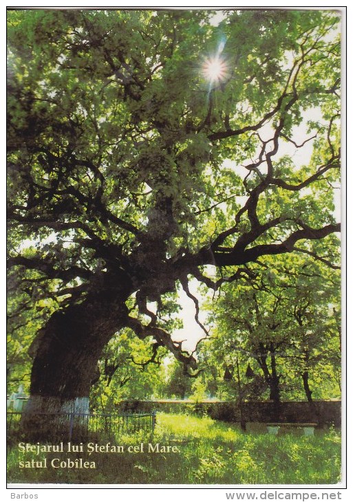 Moldova  Moldavie  Moldau ,  Oak Of Stefan Cel Mare , Used Postcard - Moldawien (Moldau)