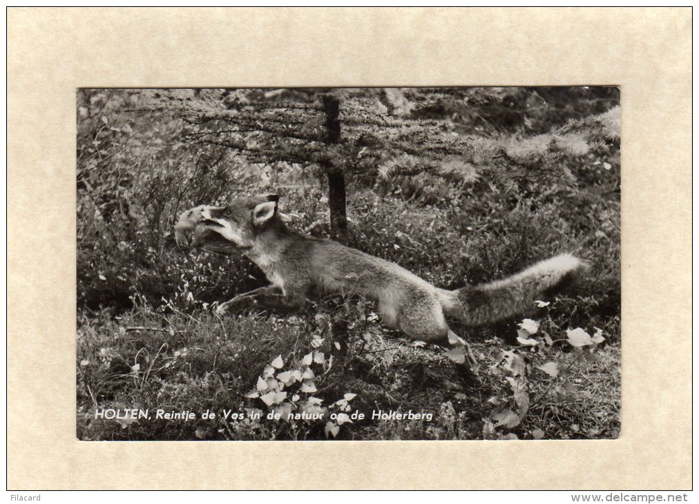 54494   Paesi Bassi,  Holten,  Reintje De Vos In De Natuur On De Holterberg,  VG  1961 - Holten