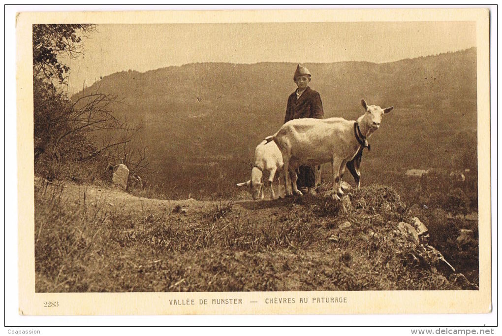 Vallée De MUNSTER -Haut-Rhin / Chèvres Au Paturage -Jeune Berger/ RECTO VERSO-PAYPAL SANS FRAIS - Elevage