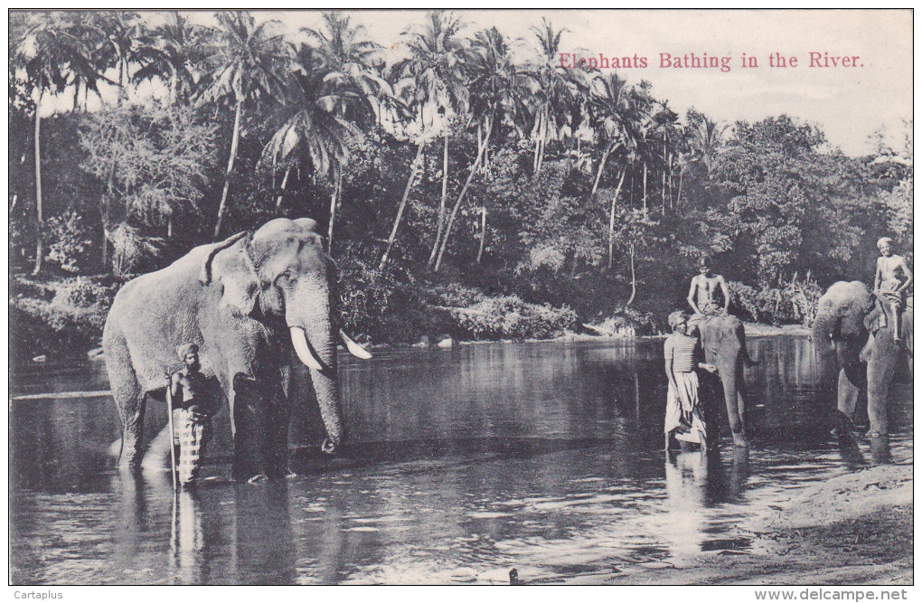 INDIA ELEPHANTS BATHING IN THE RIVER - Monde