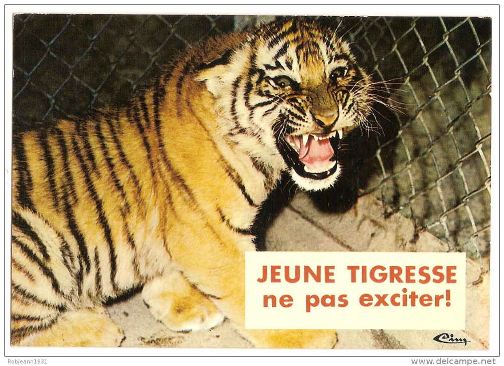 Animaux Et Faune - Humour ( Tigre - Jeune Tigresse Ne Pas Exiter (2scann) - Tigers