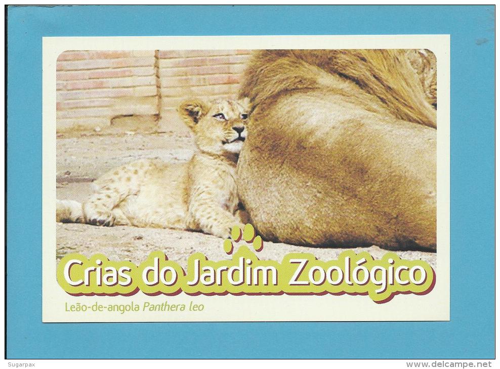 Leão-de-angola ( Panthera Leo ) Lion - Crias Do Jardim Zoológico - Lisbon ZOO Lisboa - Portugal - Lions