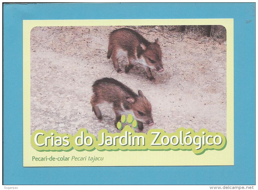 Pecari-de-colar ( Pecari Tajacu ) - Crias Do Jardim Zoológico - Lisbon ZOO Lisboa - Portugal - Pigs