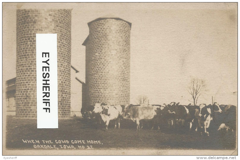 U.S.A. Iowa City: Oakland Sanatorium For Tuberculosis - Cows At The Dairy Farm 1920s. Rare RPPC. - Iowa City