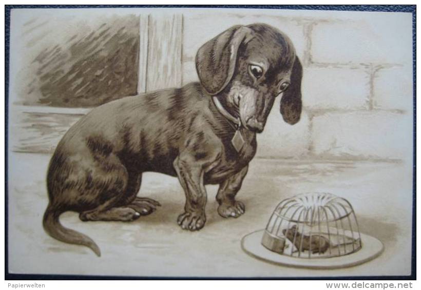 Präge-Lithographie Künstlerkarte Teckel Dachshund Dackel Jagd Hunting Dog Maus Mausefalle - Hunde