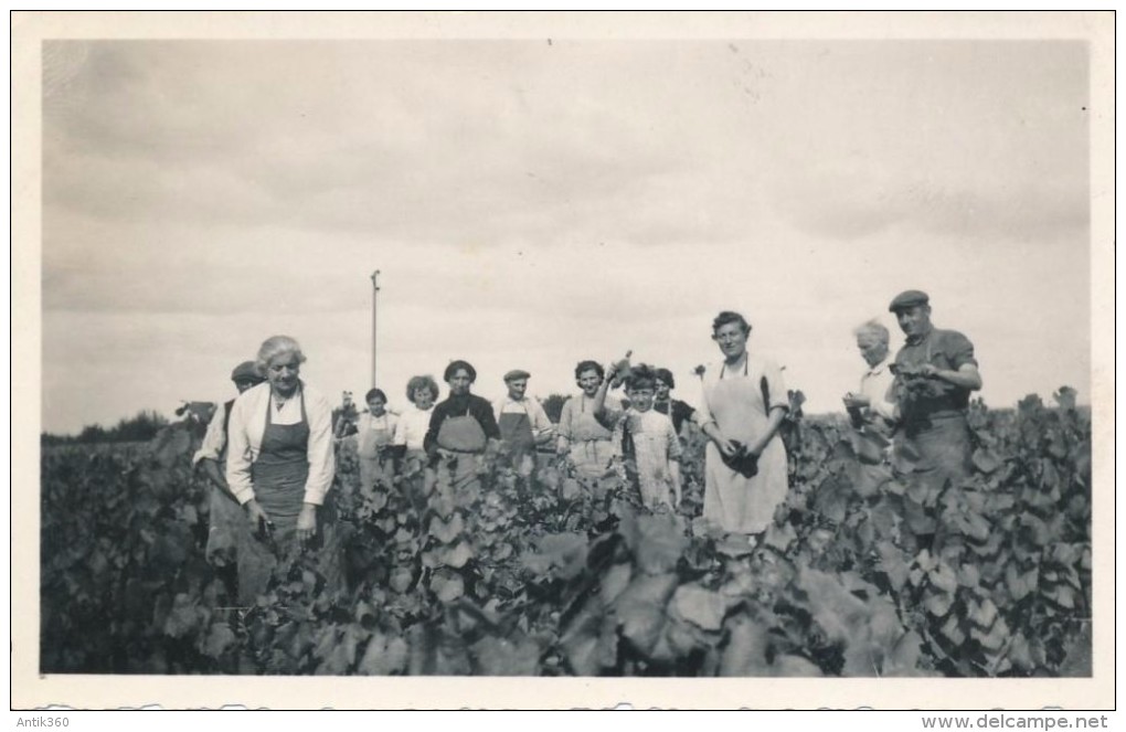 Lot De 3 Photographies Amateurs Vendanges Septembre 1943 à Vallet (44 Loire-Atlantique) - Other & Unclassified