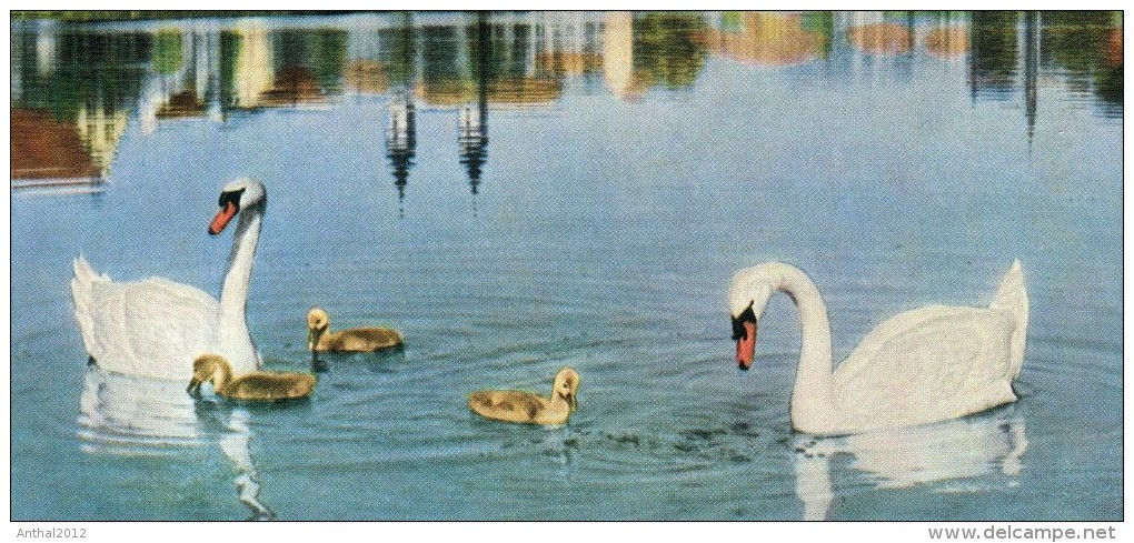 Bad Waldsee Schwanenfamilie Auf Dem See Rar Selten 60er Swan - Bad Waldsee