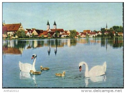 Bad Waldsee Schwanenfamilie Auf Dem See Rar Selten 60er Swan - Bad Waldsee