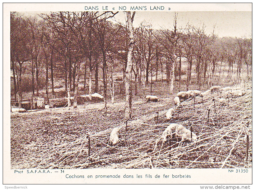 23722 Guerre 1914-18 Dans No Man´s Land- SAFARA 34 Dolly 31350 Cochons Promenade Fils Fer Barbeles - Guerra 1914-18