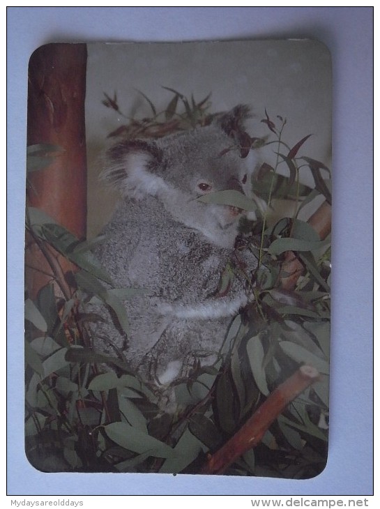 1 CALENDAR CALENDARIO CALENDRIER KALENDER SMALL - ANIMAL ZOO KOALA - Tamaño Pequeño : 2001-...