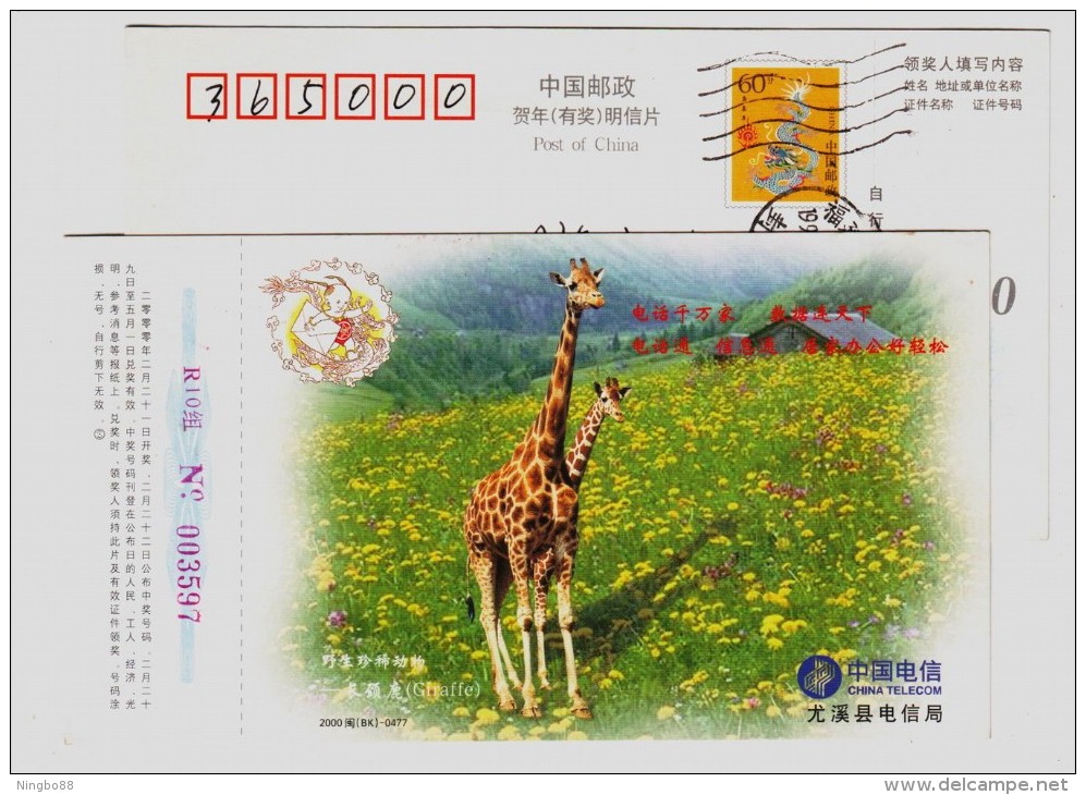 China 2000 Rare Wildlife Animal Pre-stamped Card Giraffe - Jirafas