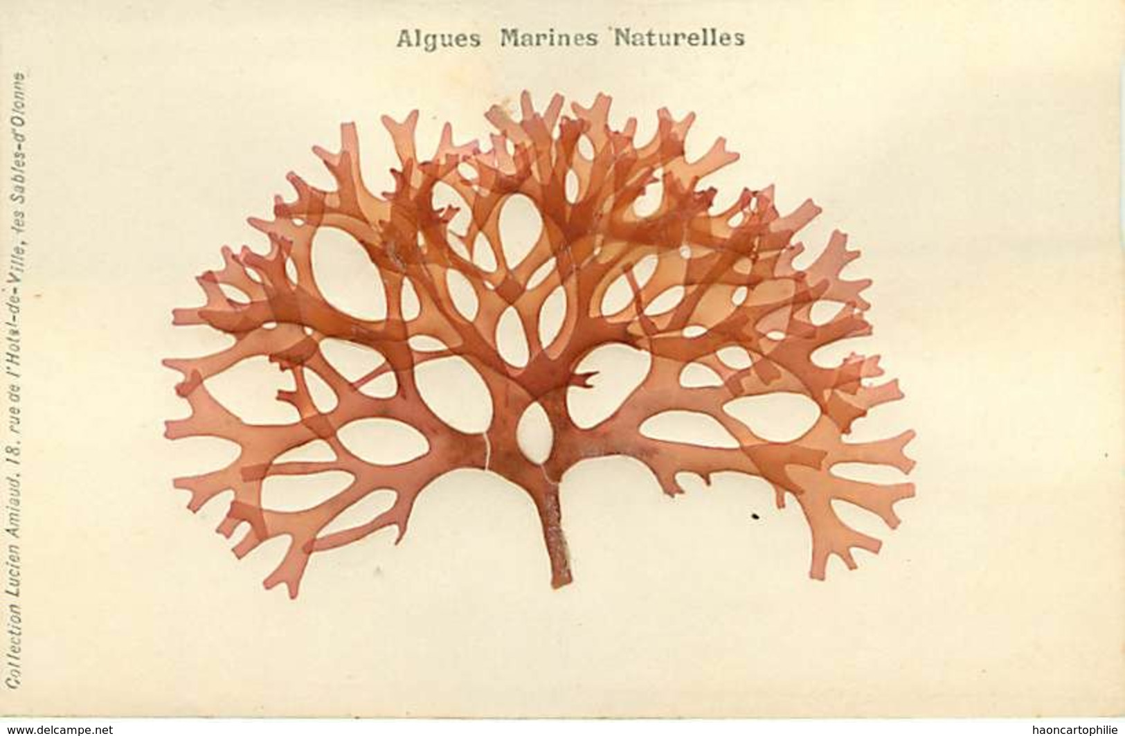 Algues Marines Naturelles  Lot De 30 Cartes éditeur Lucien Amiaud Les Sables D'olonne - Sables D'Olonne