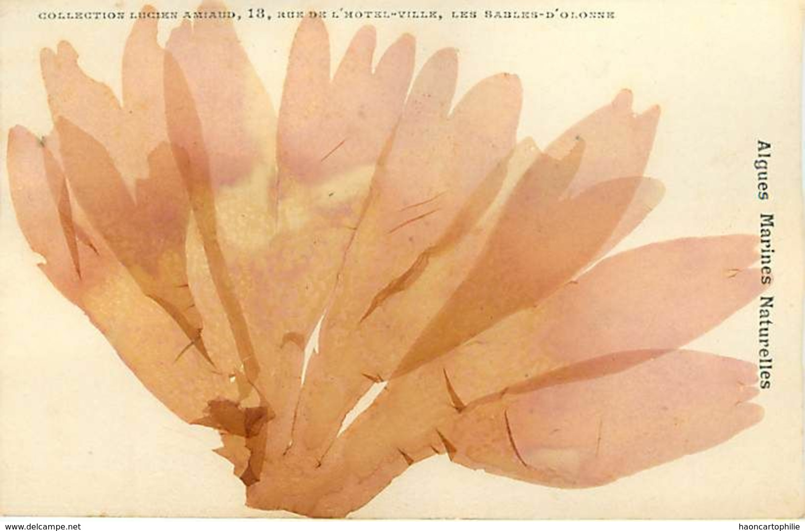 Algues marines naturelles  lot de 30 cartes éditeur Lucien Amiaud les Sables d'olonne