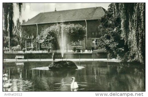 Bad Vilbel Schwanen Weiher Sw 14.9.1960 Kleinformat Gezackt - Bad Vilbel