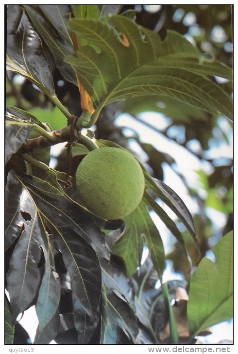 C.P.M. MARTINIQUE - Le Fruit De L'Arbre à Pain - T.B.E. - Autres & Non Classés