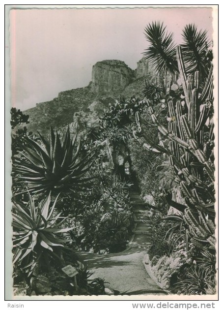 Le Jardin Exotique De Monaco  Aloès Opuntias Et Cereus Divers  état Moyen - Jardin Exotique