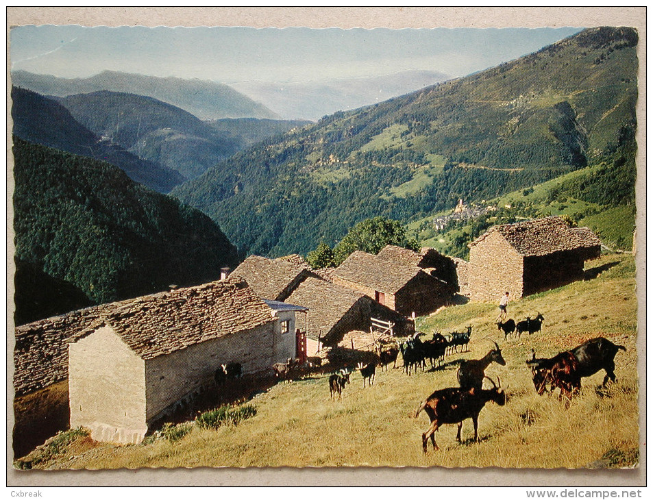 Indemini 980 M. Il Ticino Pittoresco, Goat Ziege Chèvre - Indemini