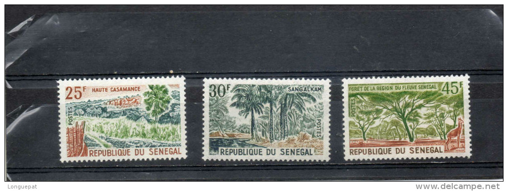 SENEGAL : Tourisme - Site : Haute Casamance, Sangalkam, Forêt Des Bords Du Fleuve Sénègal - - Senegal (1960-...)