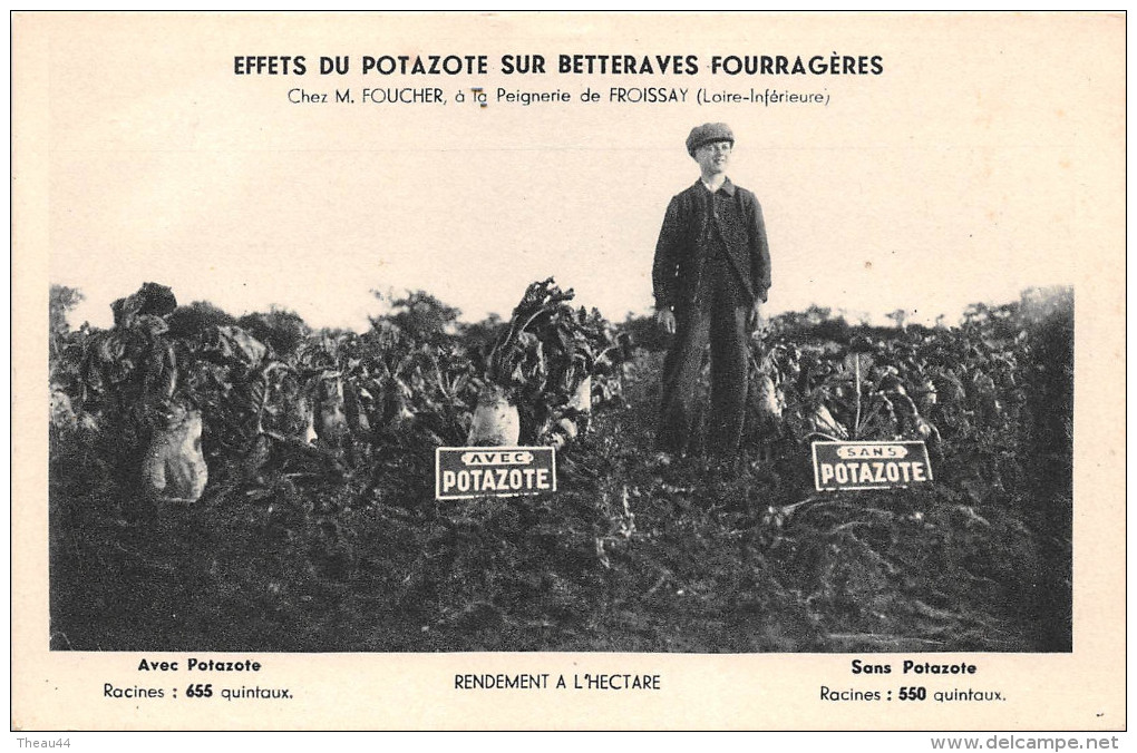 ¤¤  -   FROSSAY   -  Effets Du Potazote Dur Betteraves Fourragères Chez Mr FOUCHER à La PEIGNERIE    -  ¤¤ - Frossay